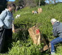 Weed warriors removed invasive pepperweed along the tidal reached of Cerrito Creek
